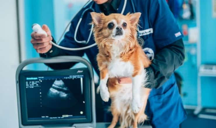 Veterinary-Technician