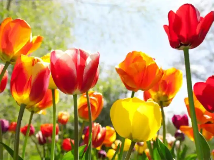 March Equinox: 10 Issues To Know About First Day Of Astronomical Spring In Northern Hemisphere