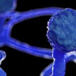 Full list of 19 health-threatening fungi released by WHO